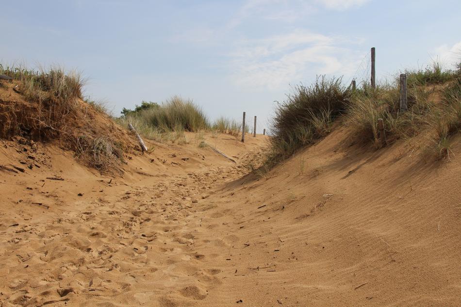 Oléron Beach Dune
