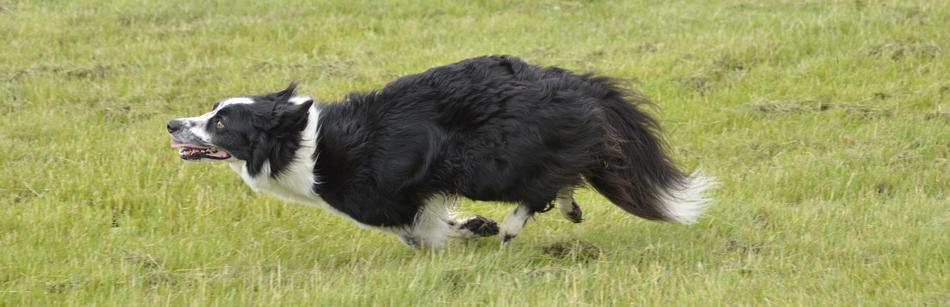 running happy dog