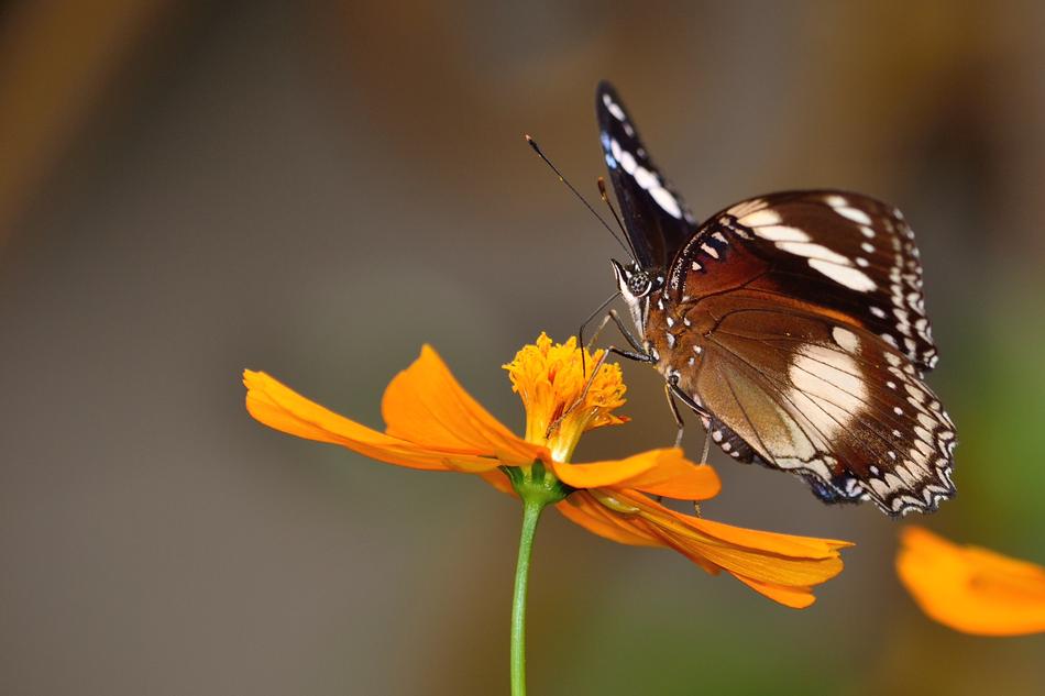 Butterfly Macro Photography