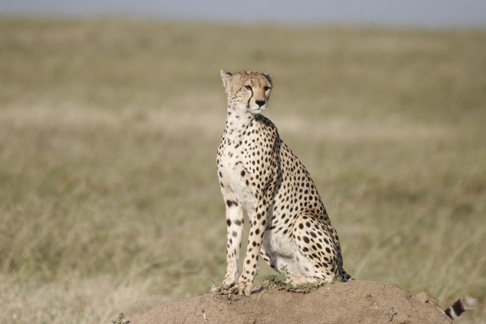 Cheetah Sit Safari