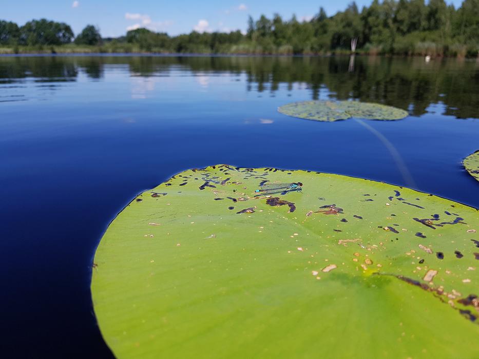 Lily Pad Dragonfly Insect Beaker