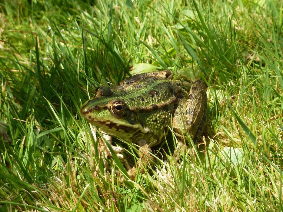 frogs a couple of green grasses