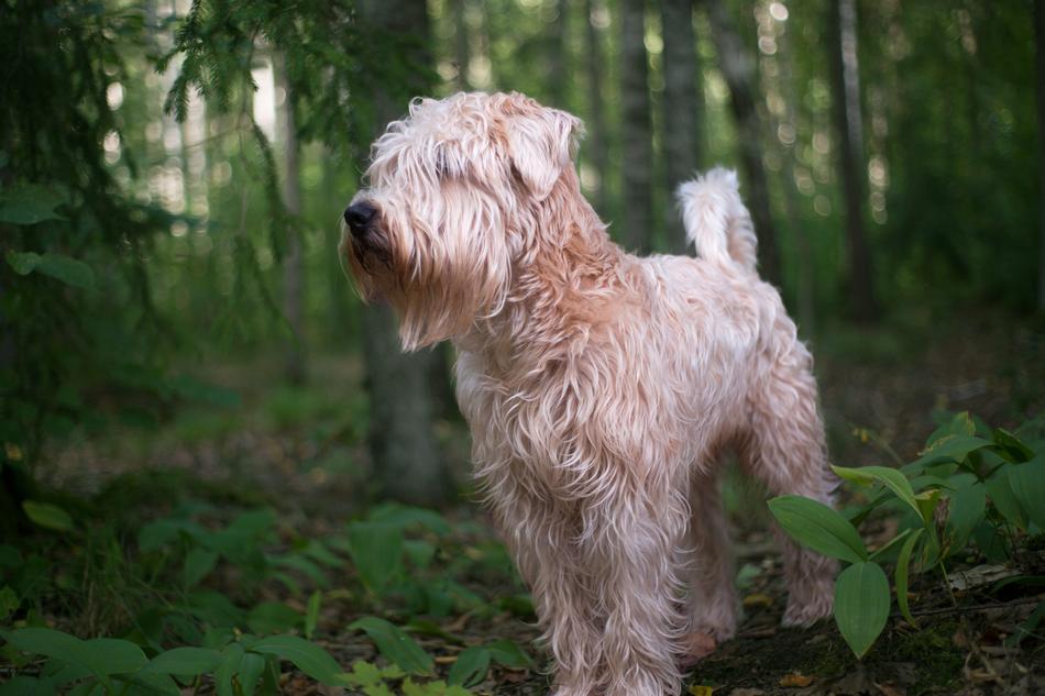 Dog Pet Animal