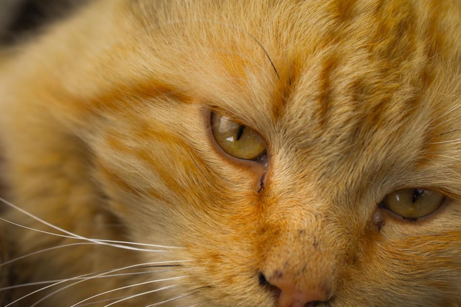 Cat Pet Animals