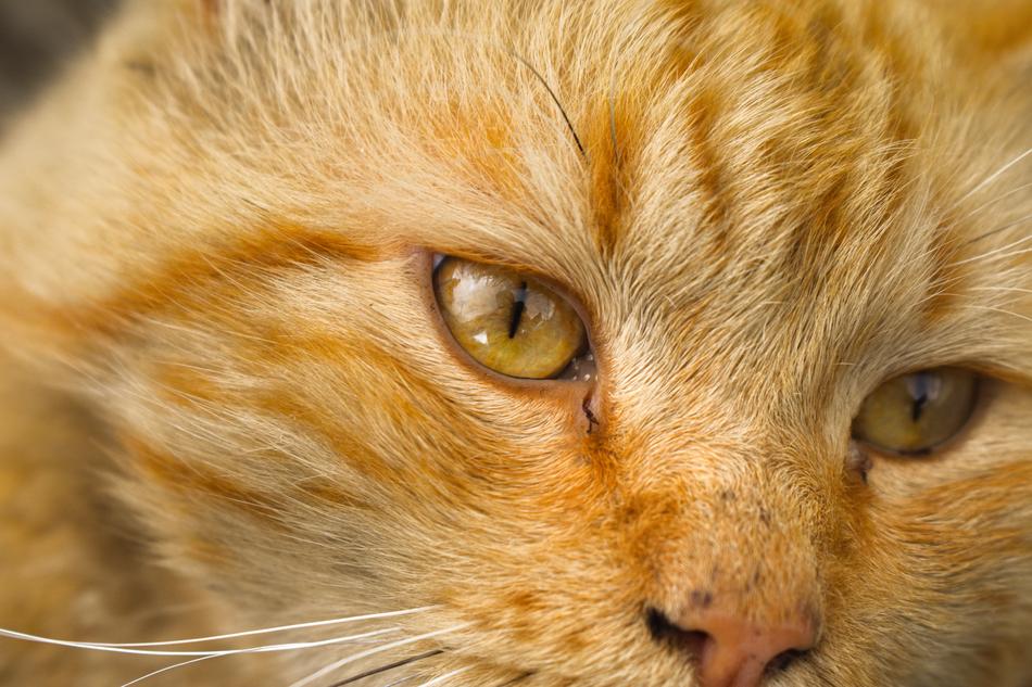 Cat Pet Animals