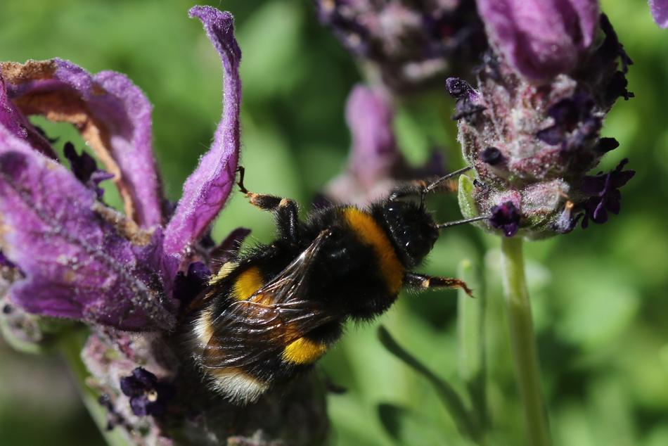 Bee Animals