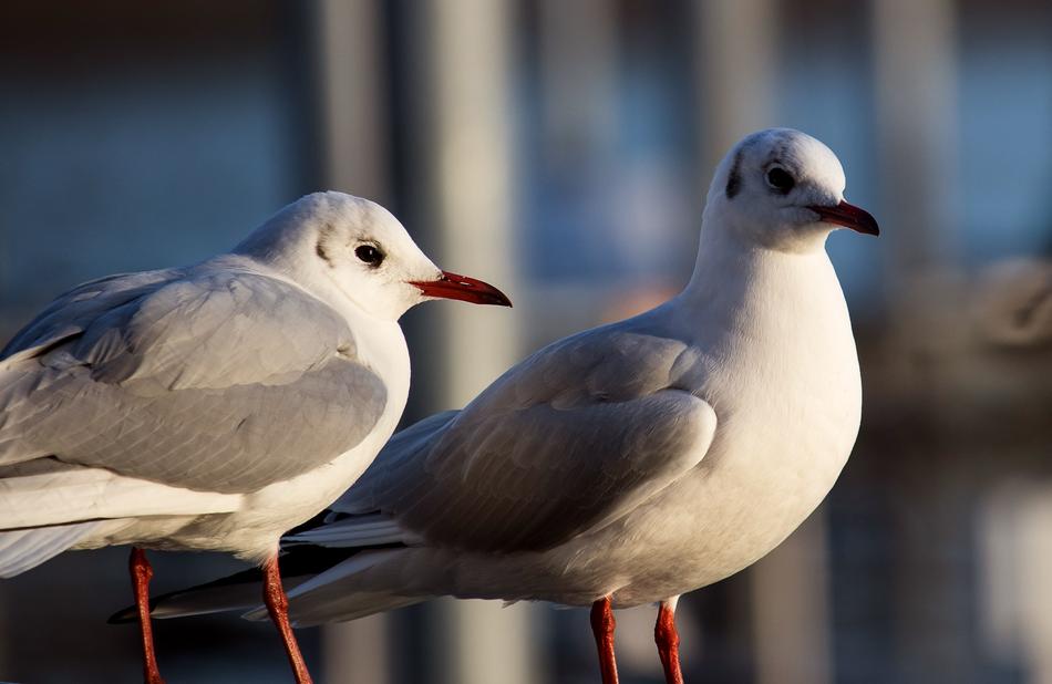 white seagulls by the sea