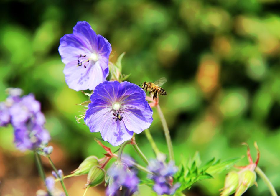 Purple Bee Garden