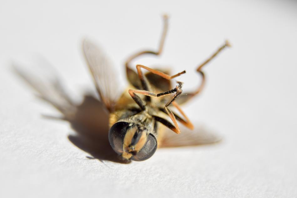 Wasp Insect