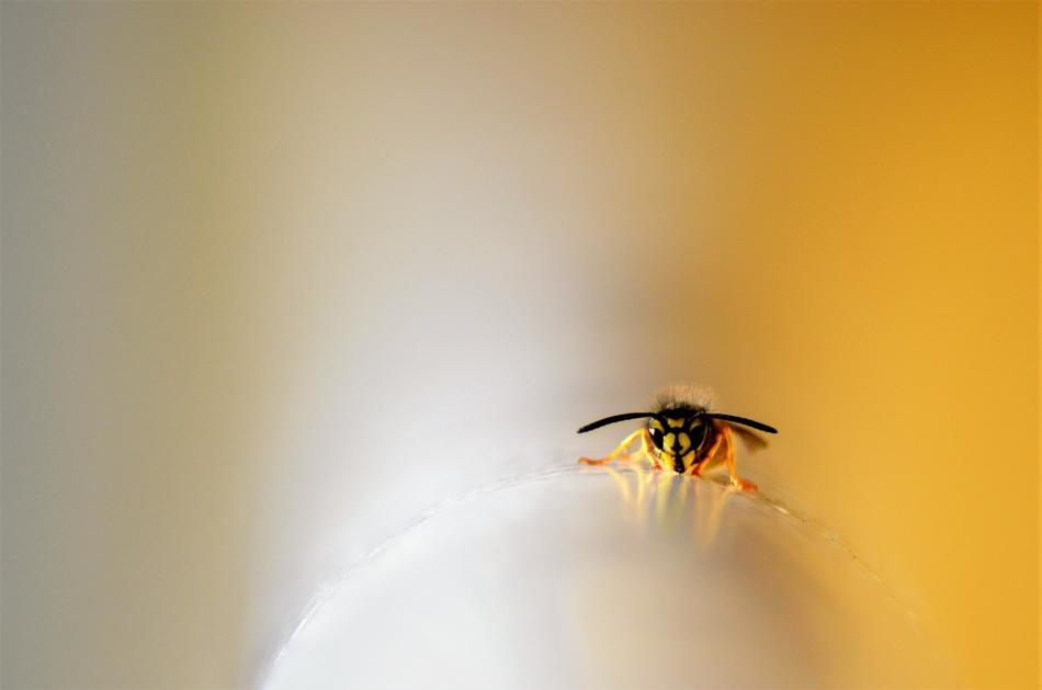 little beetle on a jar