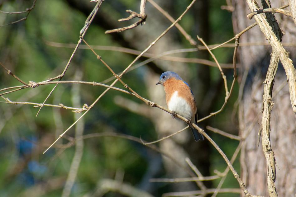 Bird Nature Avian