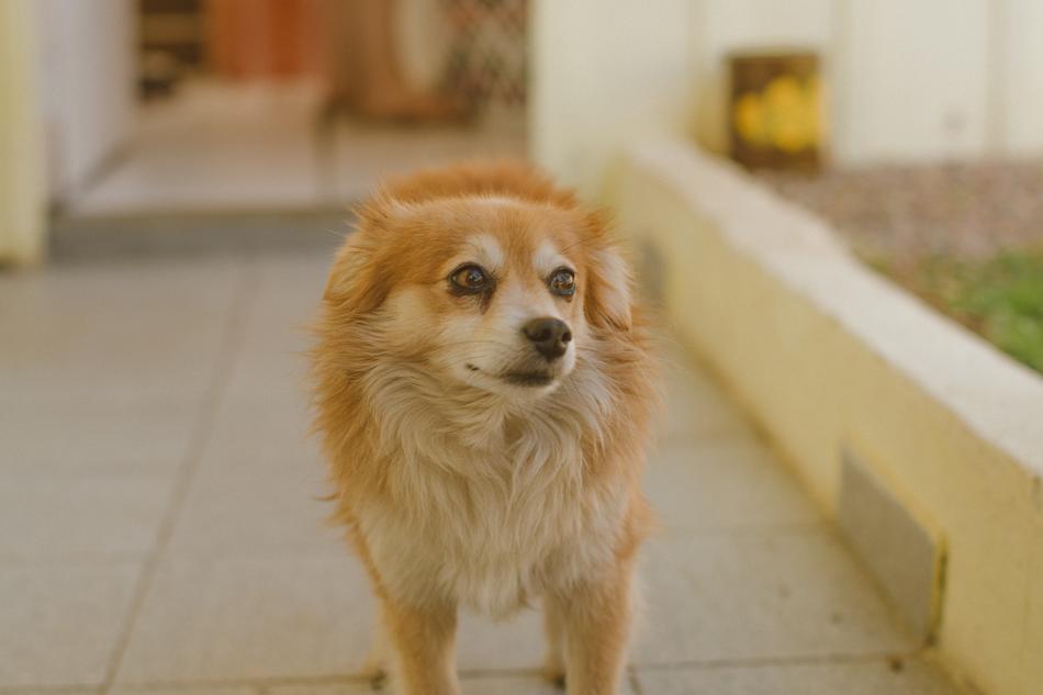 Dog Cão Cachorro