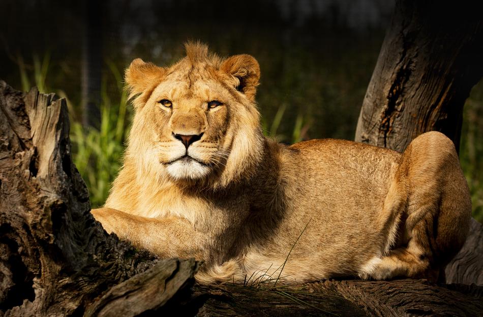 wild lions at the zoo