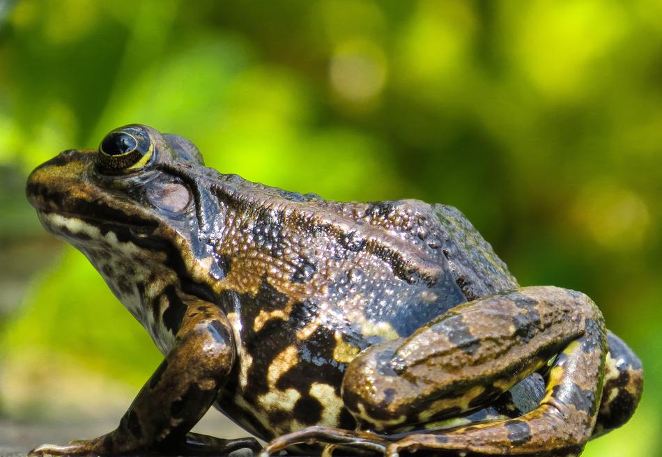 Animal Frog Amphibian