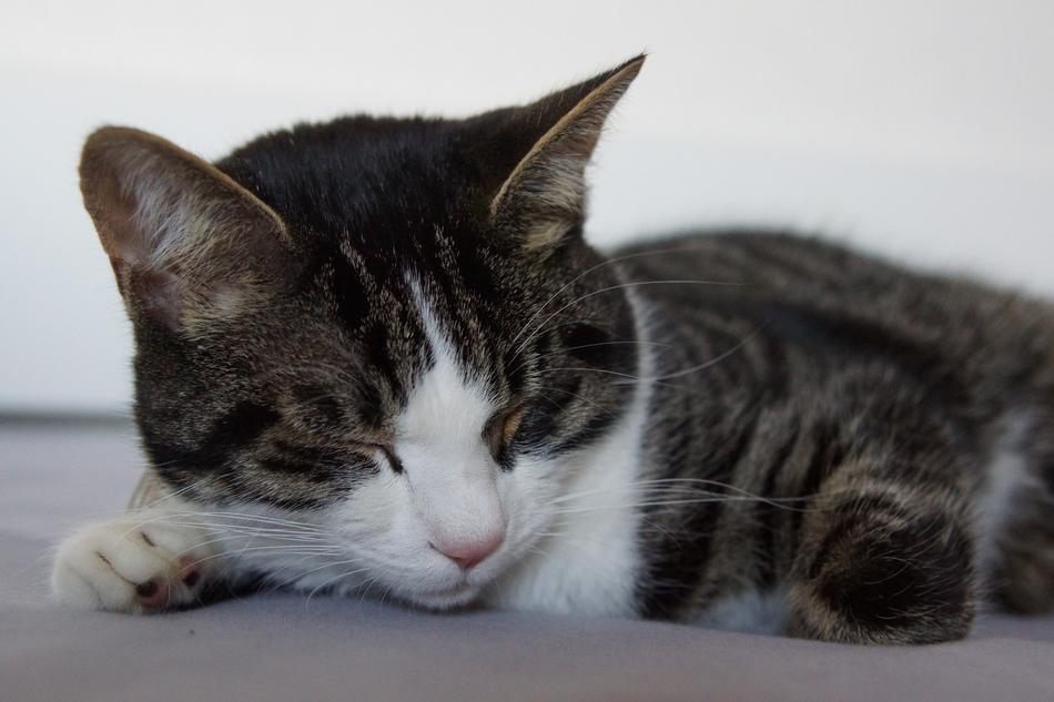 Cat Tiger Relax