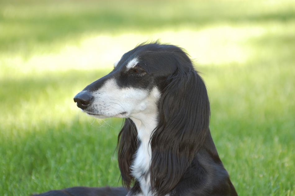 a cute dog in green grass