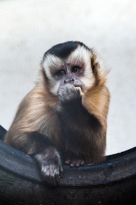 Zoo Monkey Animal
