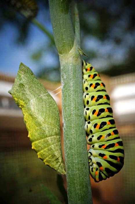 Caterpillar Doll Insect