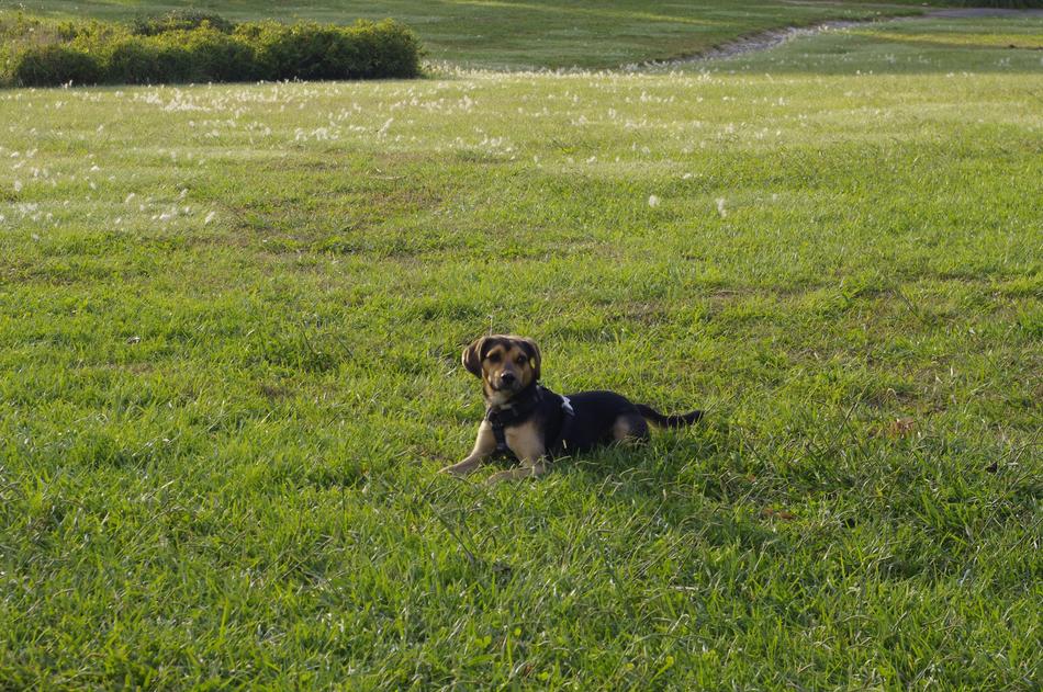 little dog in the meadow