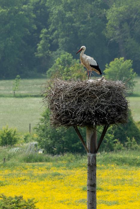 Stork Nest Bird
