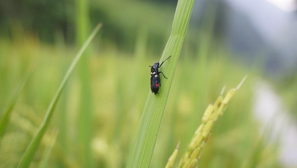 Rice Insect