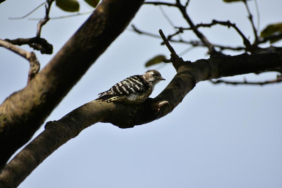 Wild Bird on Wood