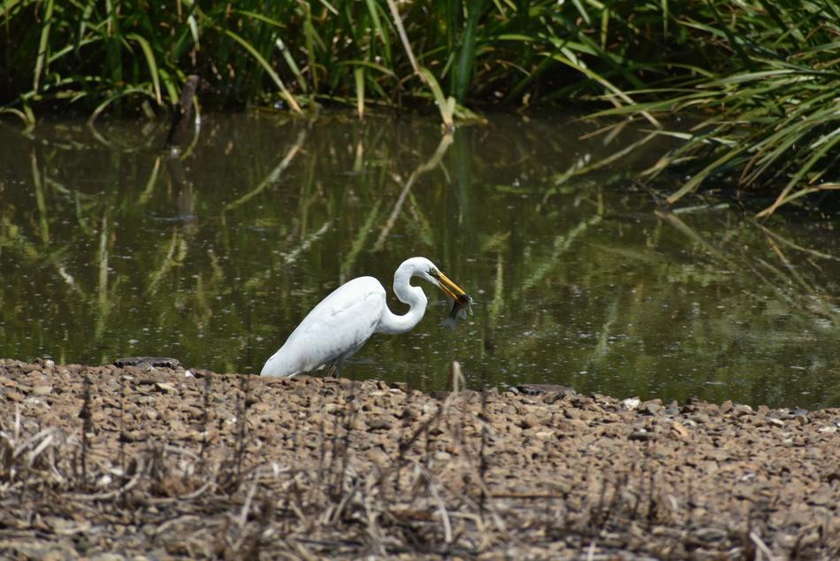 Animal Pond Waterside