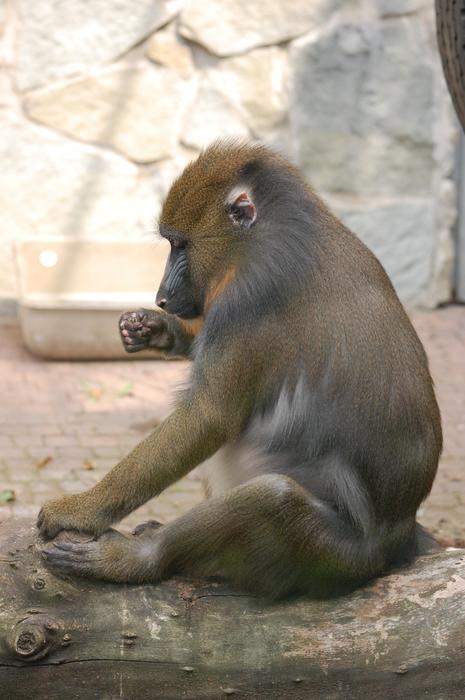Monkey Animal Animals