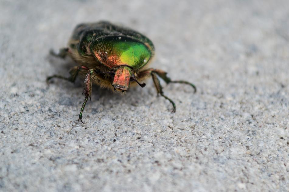 Beetle Colorful Insect