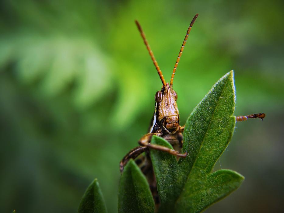 Insect Grasshopper Bug