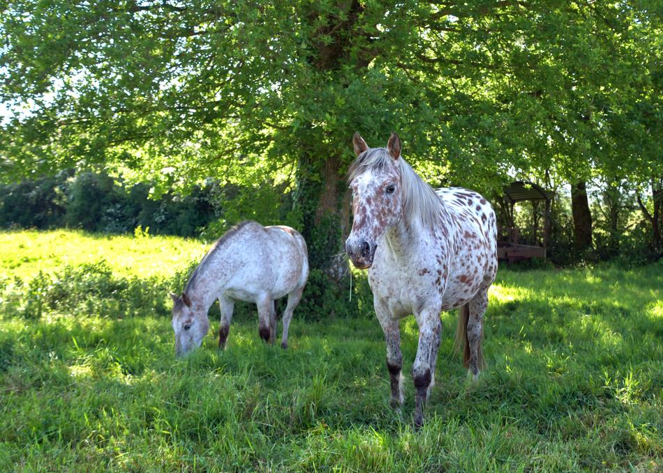 cute horses in the pasture