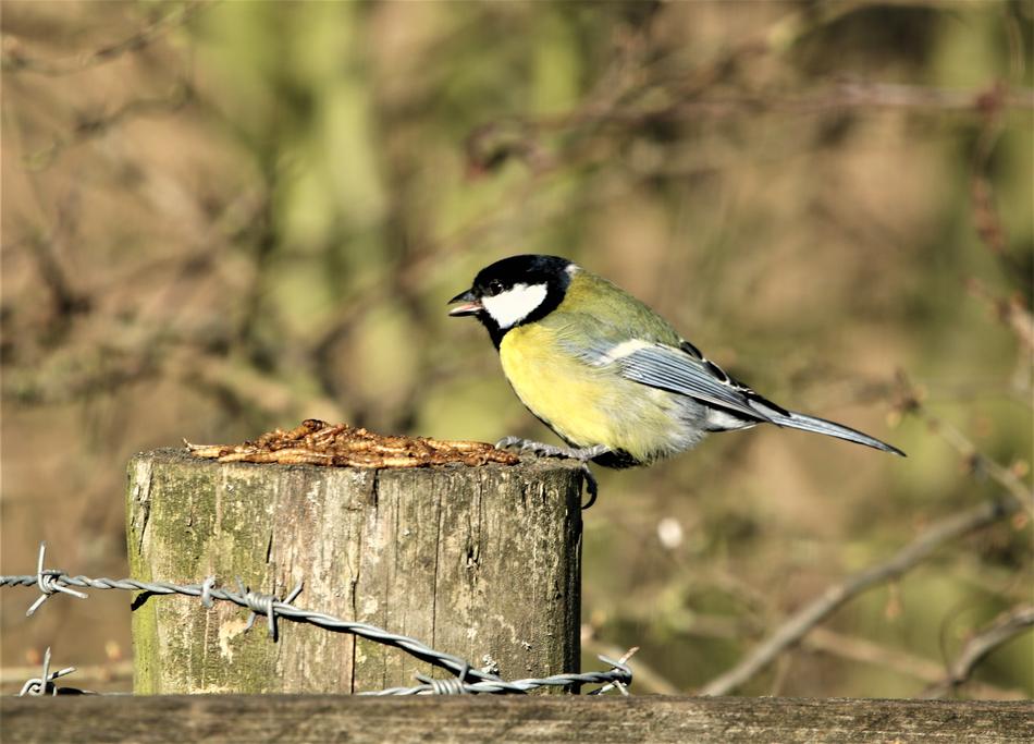 Bird Great Tit Yellow