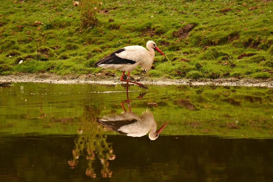 stork walking on water