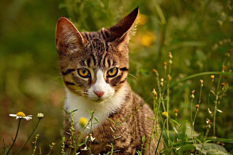 Tabby Cat Mackerel Animal
