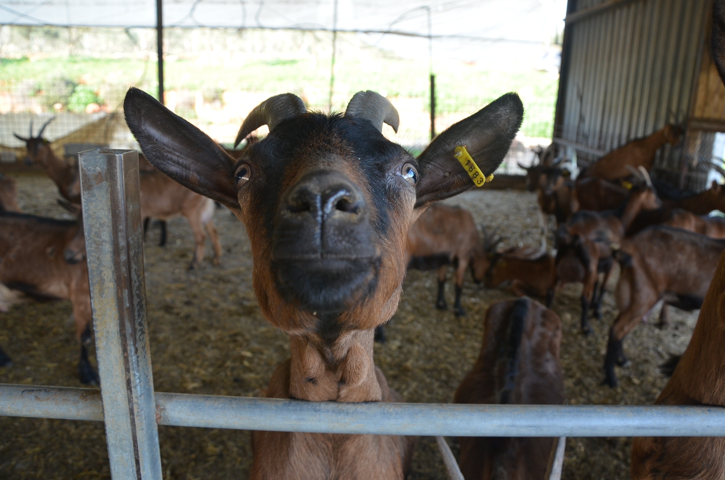 Goat Fun Farm free image download