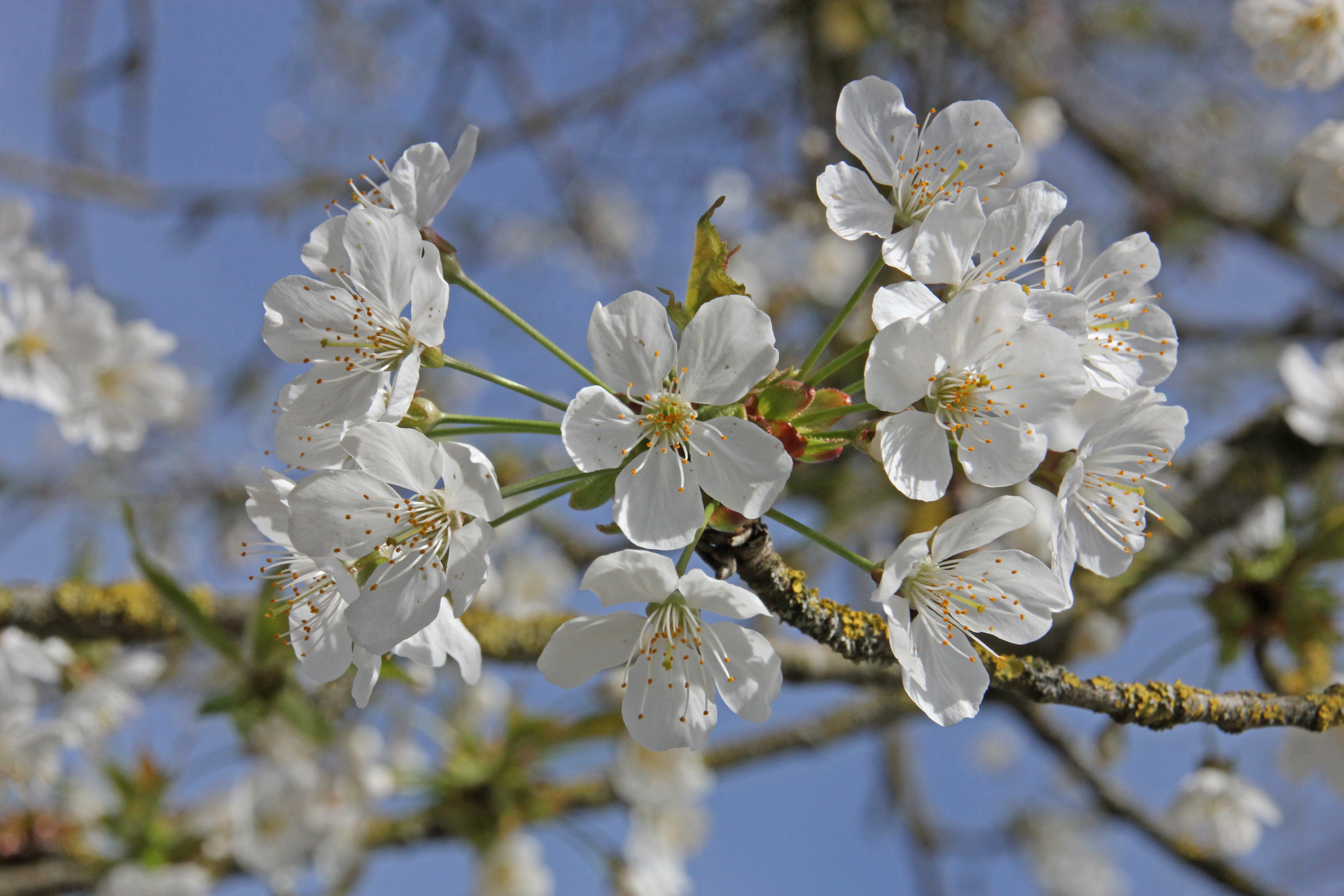 Белое цветущее дерево весной в Варшаве