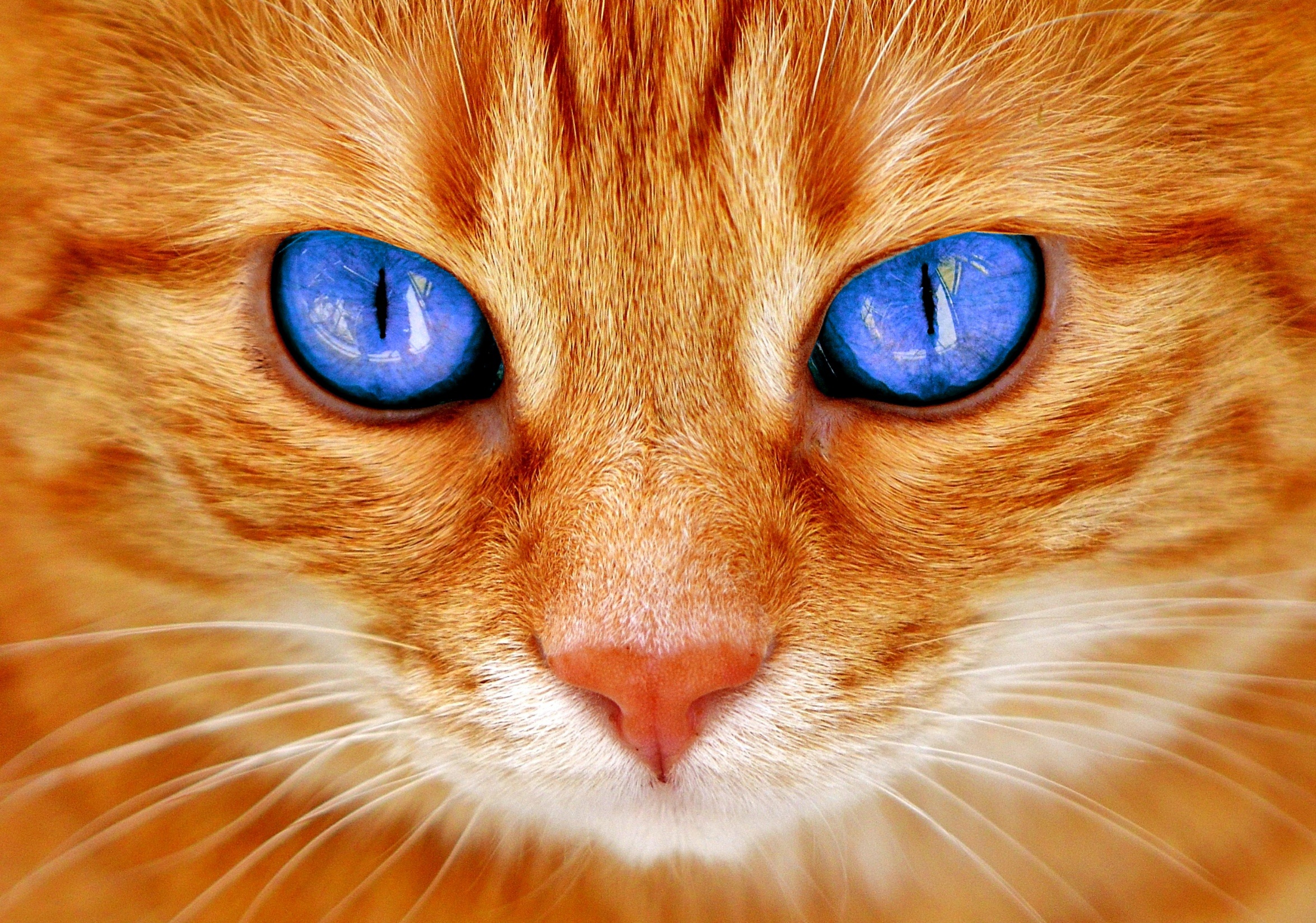 Cat Eyes Cat'S free image download