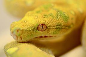 Snake Reptile Green Tree Python