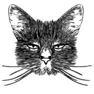 cat feline grumpy meow animal pet