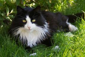 Cat German Longhaired Pointer Pet
