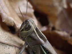 Grillo Insect Armor