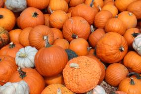 harvest of ripe pumpkins is delicious