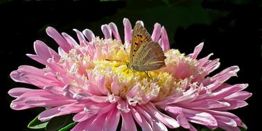 Butterfly Insect Flower