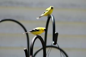 Goldfinch Bird Face