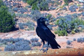 Raven Animal