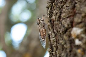 Cicada Insect Nature