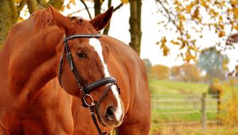 brown Horse Brown Animal
