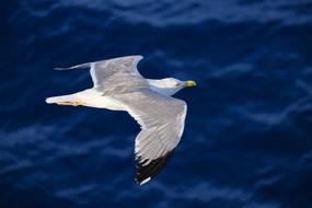 Seagull Bird Water