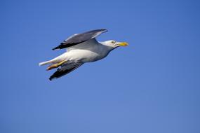 Seagull Bird Water