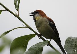 Bird Feather